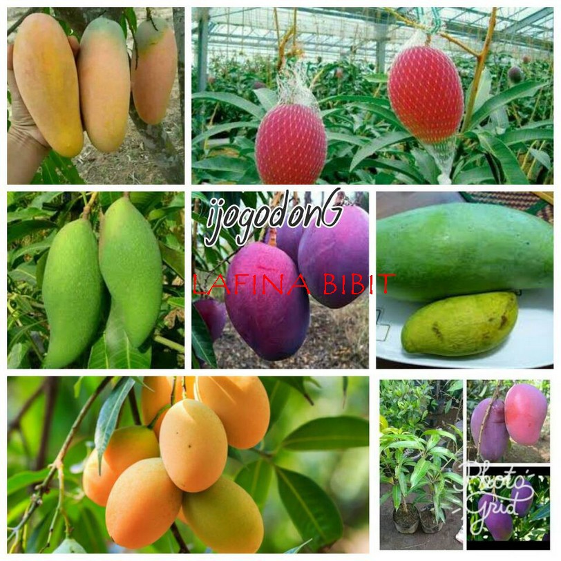 paket bibit Mangga 4 pohon