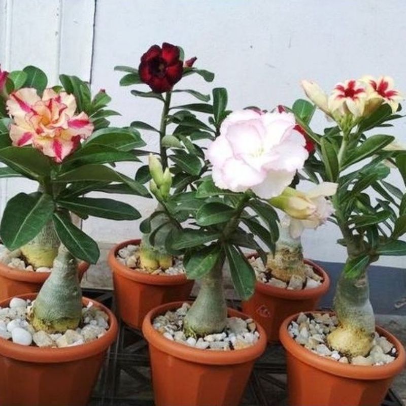 ( BISA COD ) TERMURAH Tanaman Hias Adenium Bunga Tumpuk / Bibit Tanaman Hidup Adenium Kamboja Jepang / Bunga Hias Adenium Bunga Tumpuk
