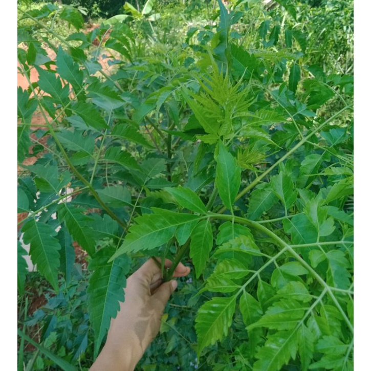 

Daun mindi/mimba segar 1kg