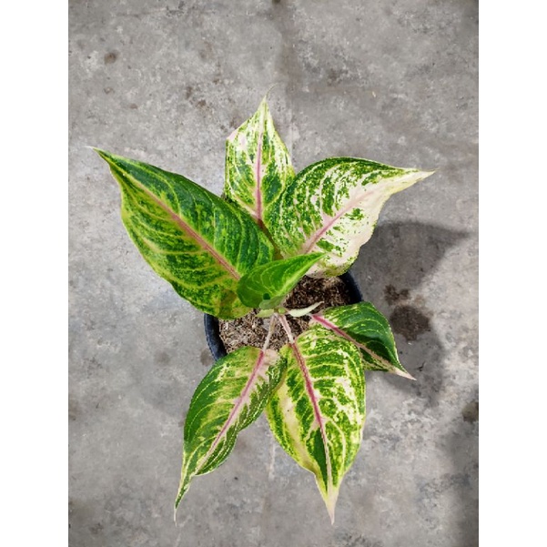 Aglaonema Margaret