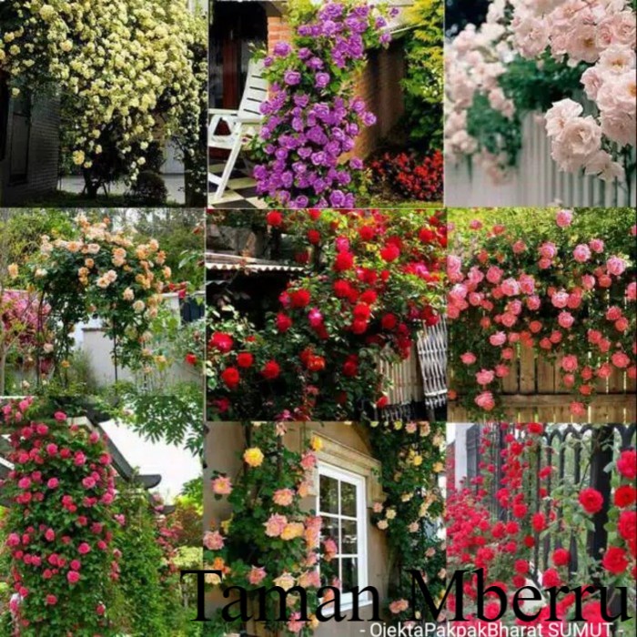 Bunga Mawar Rambat Thailand 9 Warna Mix Campur Bunga & Tanaman