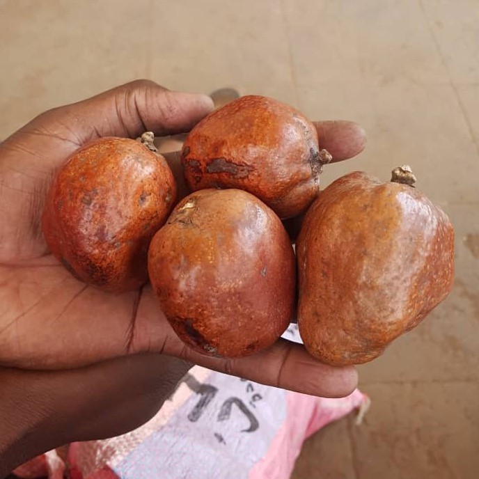 

BUAH ZURIAT / BUAH DOUM KESUBURAN