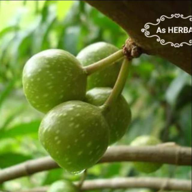 

Buah Loa Segar-Buah Loa Petik Order Kemasan Hemat