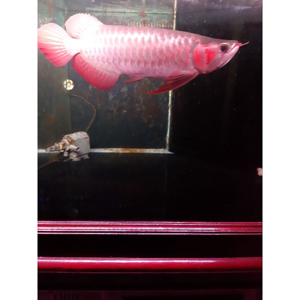 Ikan Arwana Super Red 45cm