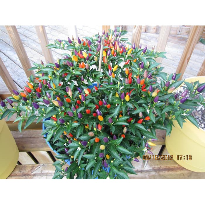 

Termurah Benih Cabe Rainbow Razzamatazz Pepper Chili Cabai Unik Mudah Tumbuh Terlaris