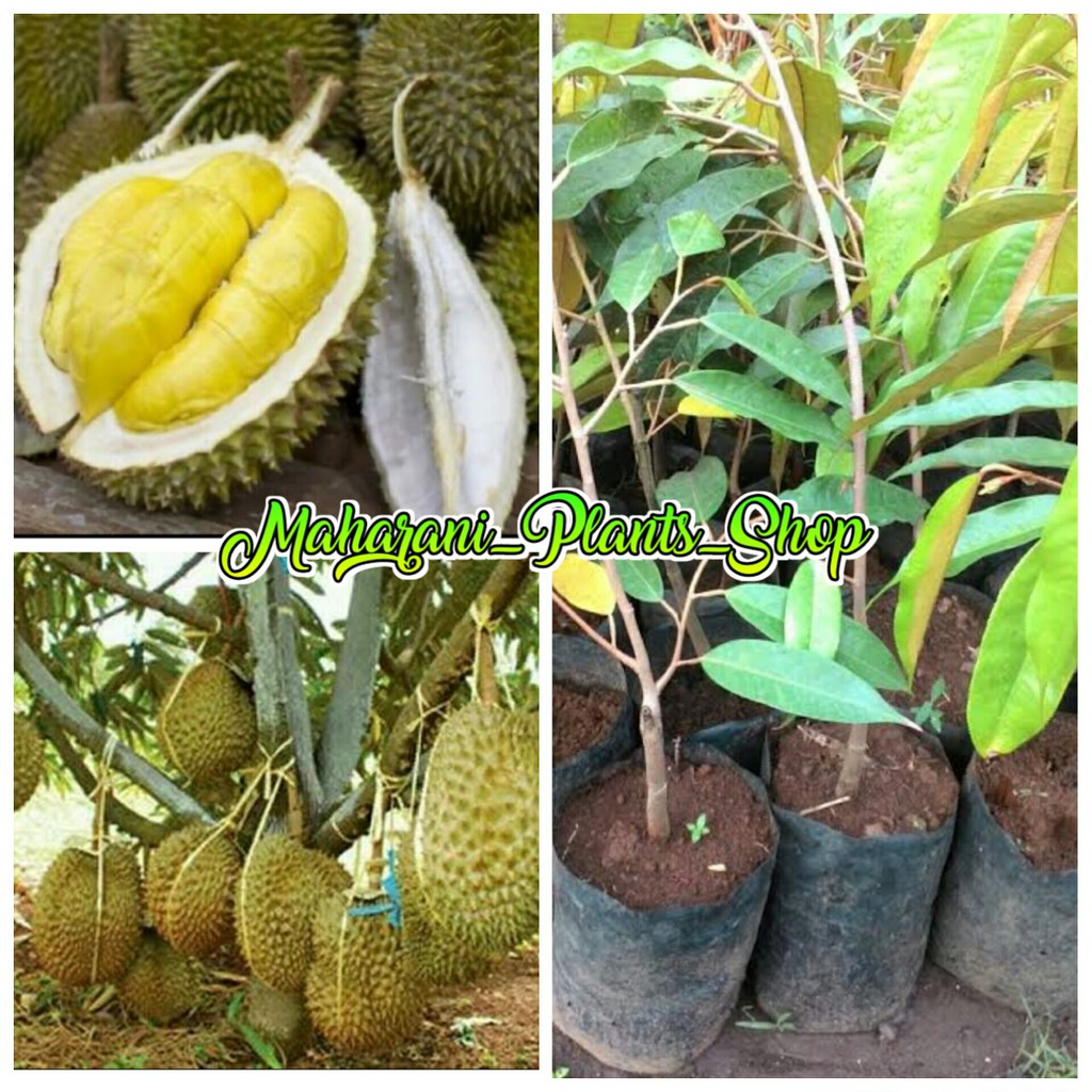 bibit buah durian bawor