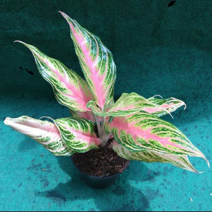 Tanaman hias aglonema sunset - aglonema red sunset