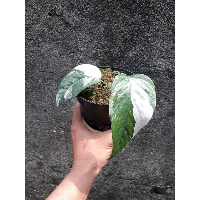 Tanaman hias Monstera epipremnum albo varigata-monstera varigata