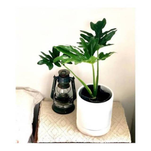 Tanaman Hias Philo dendron