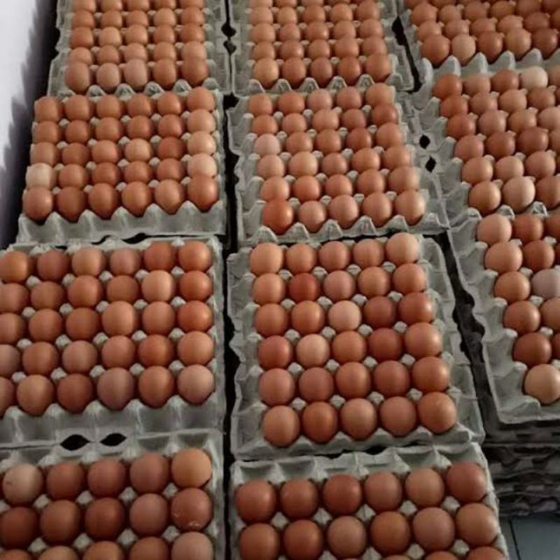 

Telur Ayam Negeri 1kg