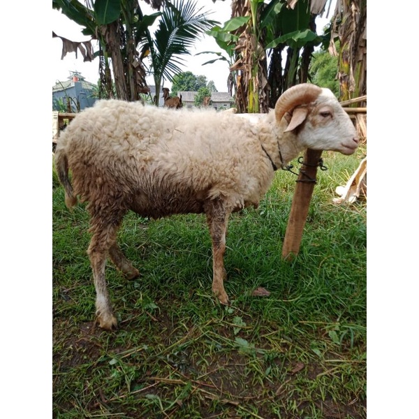 

Domba termurah 30-35kg daging / hidup