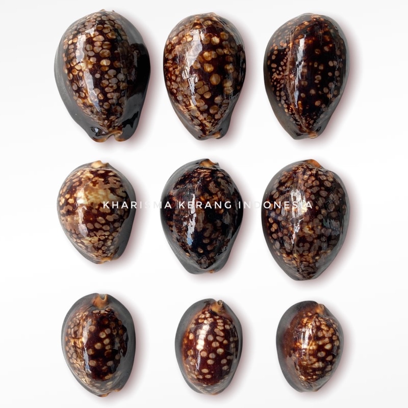 MONETARIA CAPUTSERPENTIS SHELL LARGE SERPENTS HEAD COWRY SNAKEHEAD COWRY COWRIE SHELL TIGER COWRE CY