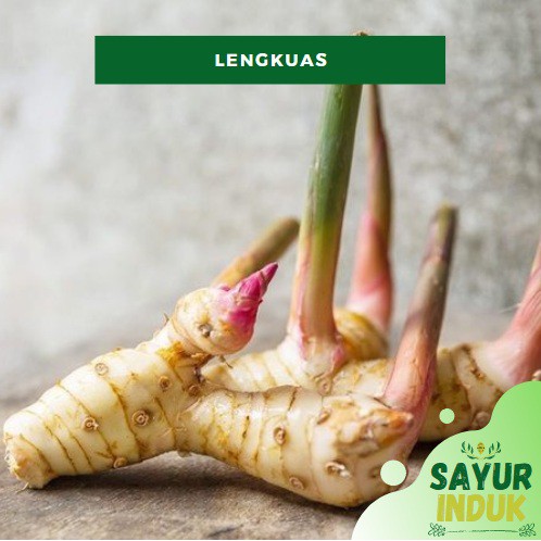 

Sayur Induk - Lengkuas 250 Gram Fresh Grade A Greater Galangal