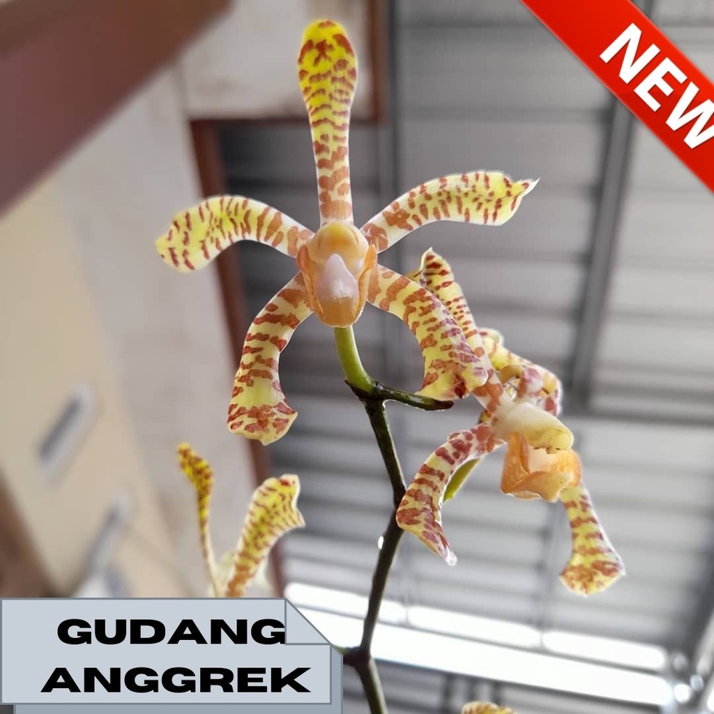 anggrek kalajengking dewasa berbunga wangi