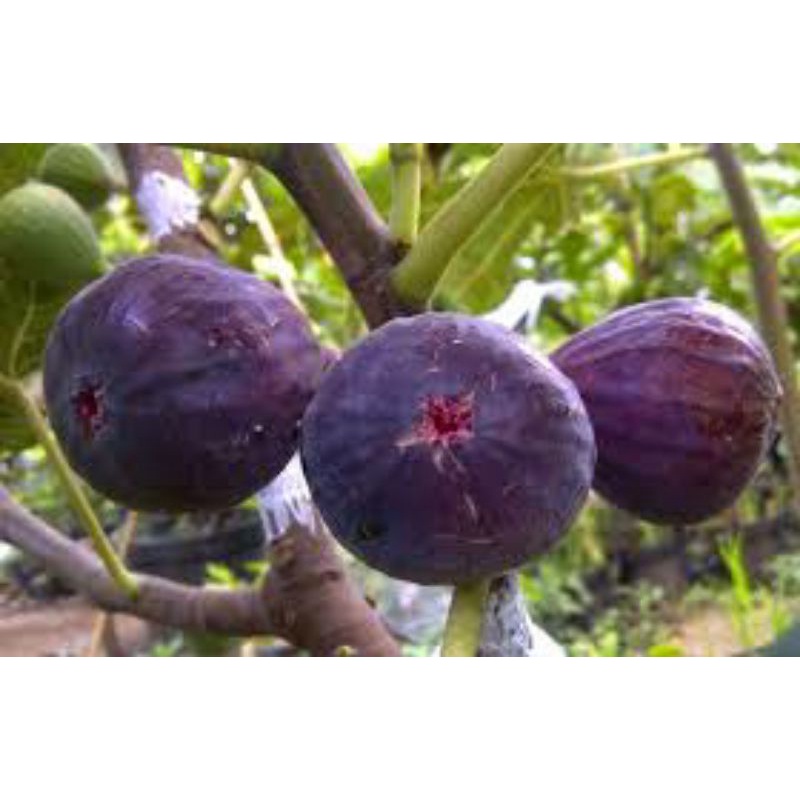 bibit buah tin hitam langka Abicou cangkok