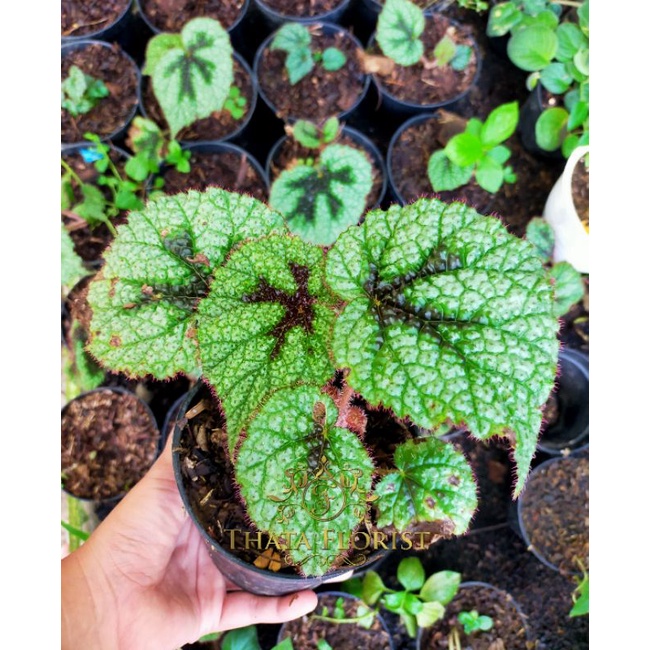 BEGONIA KARPET