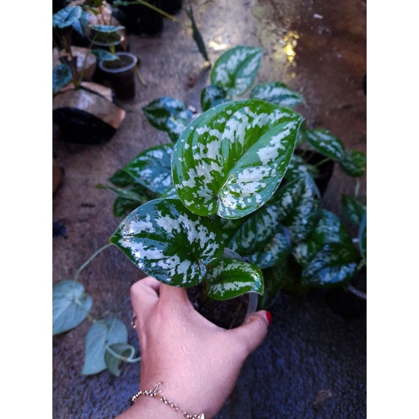 Scindapsus argyreus corak macan