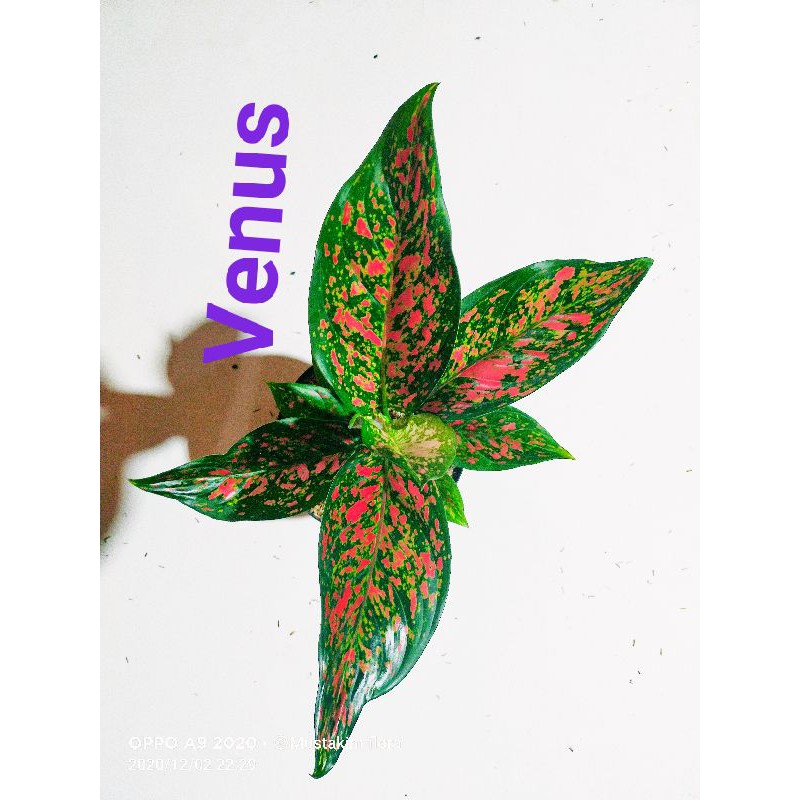 aglaonema Venus