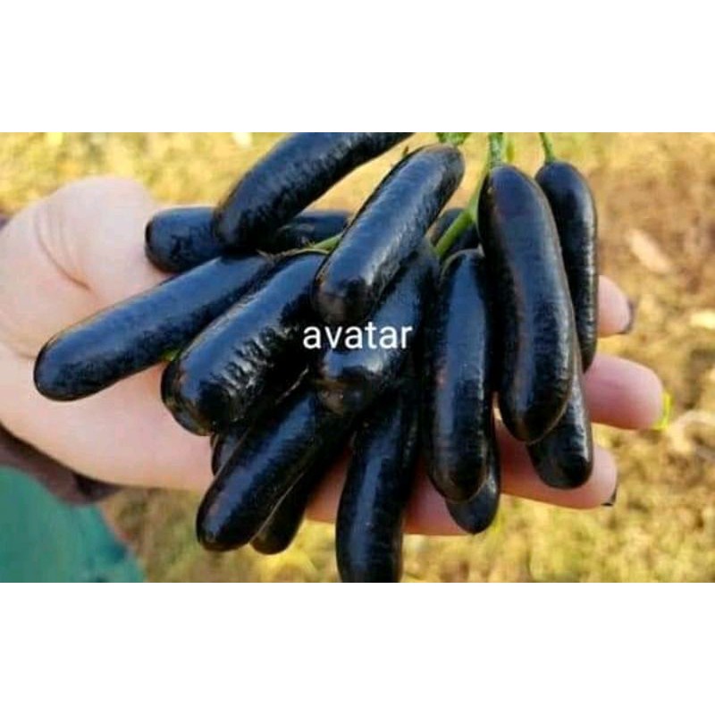 Bibit Pohon Anggur Import avatar asli grafting Valid