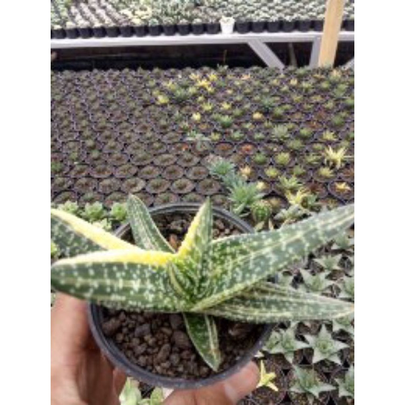 gasteria varigata medium