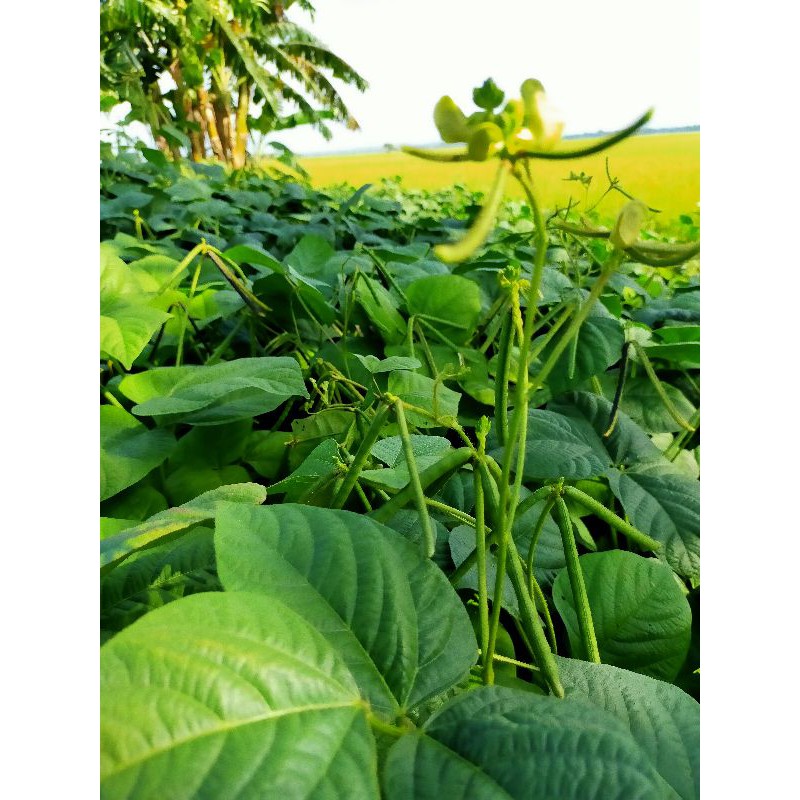 GROSIRRR   1KG BENIH KACANG HIJAU HIBRIDA SUPER