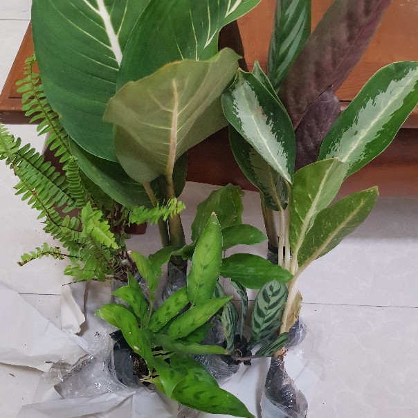 Tanaman Hias Calathea Merak Kencur