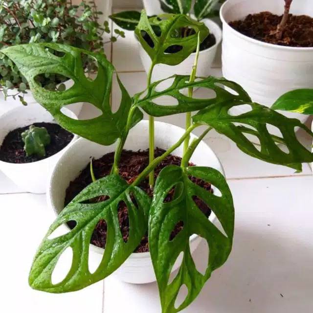 (BUNGA HIDUP) Tanaman hias philodendron monstera Acuminata obliqua / janda bolong ( Tanaman hias hid