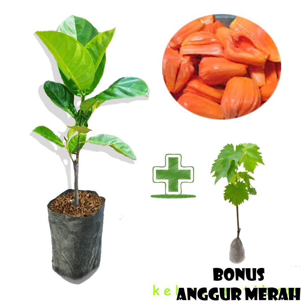Sp2 Tanaman Buah Nangka Merah Bonus Bibit Anggur Bkk