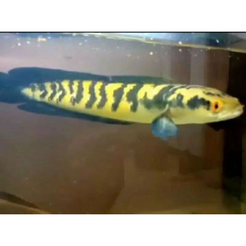 Channa/chana maru YS/yellow sentarum red eye murah