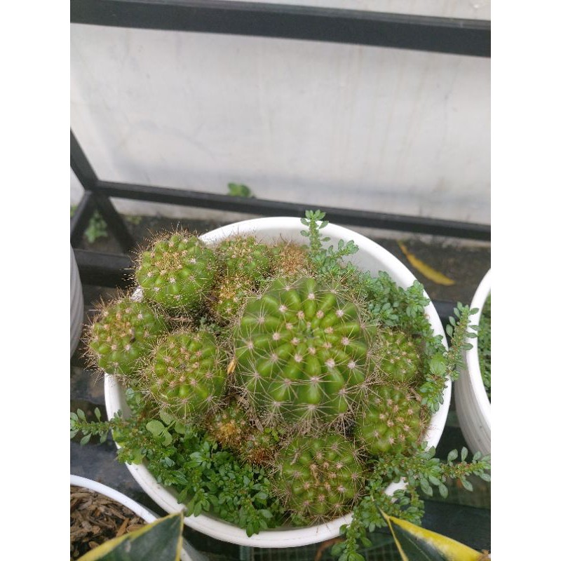 Kaktus ownroot