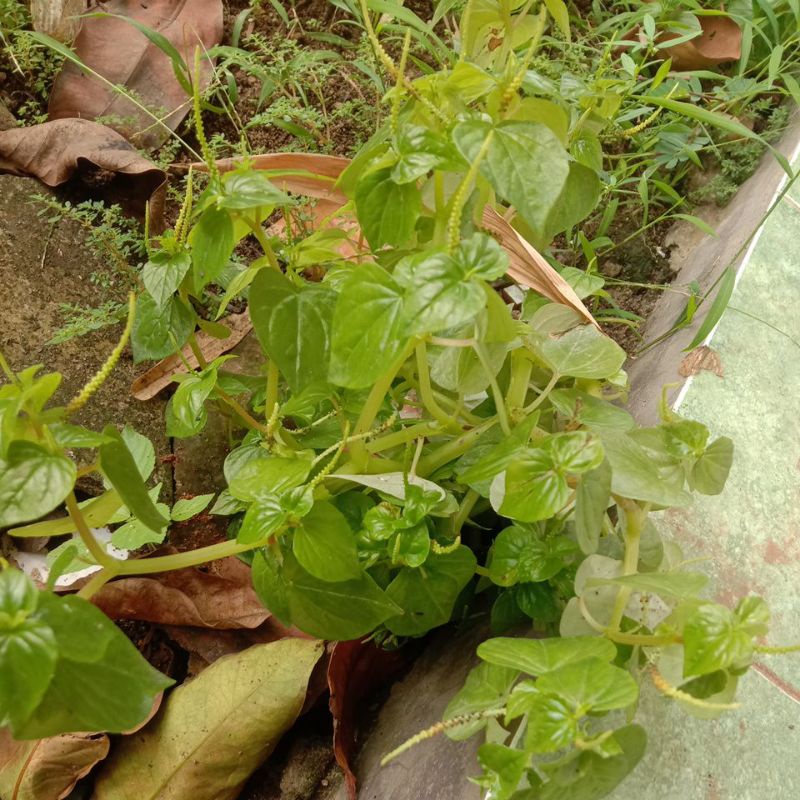 

daun sirih cina 15.000 /kg