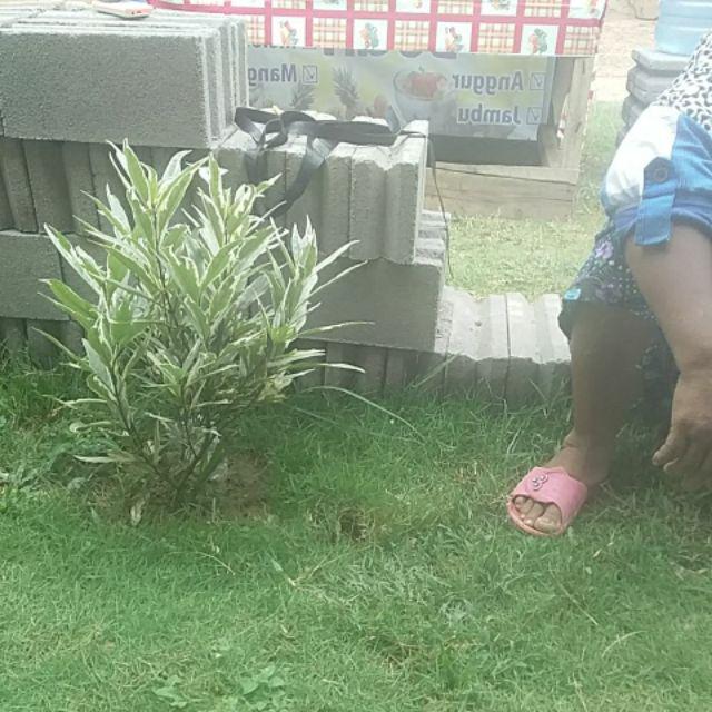 1kg Muat 4 Gorden // Gorden Tirai Smokering Embos Coklat Tua!! Ukuran 115x200 / Horden Murah