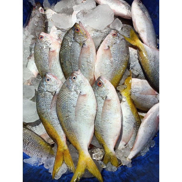 

ikan ekor kuning 1kg