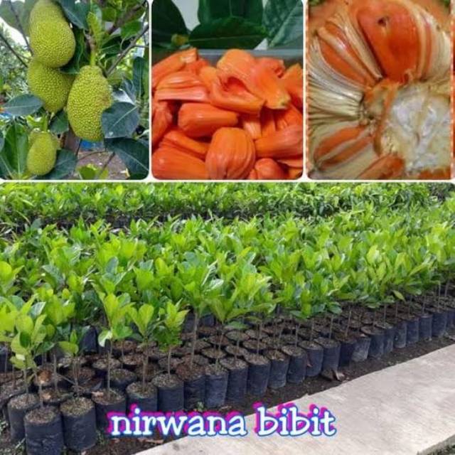 Bibit nangka merah Super