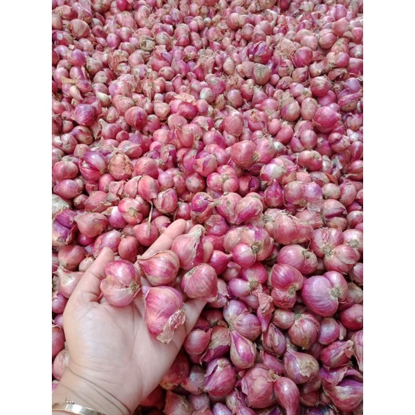

Bawang merah lokal 1kg | Bawang merah berkualitas