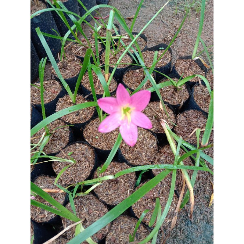 pohon kucai tulip/kucai bunga