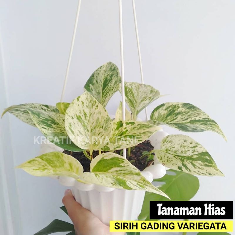 Jual Tanaman Hias Sirih Gading Variegata Tanaman Pot Gantung Sirih Gading Variegata Shopee