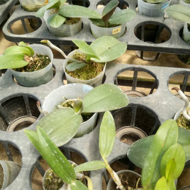 Anggrek Bulan Remaja