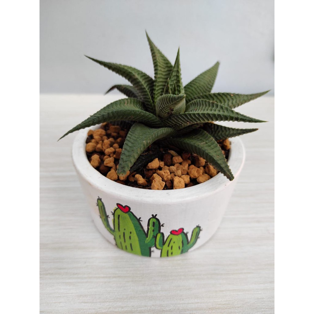 Haworthia limifolia (Kaktus Haworthia)