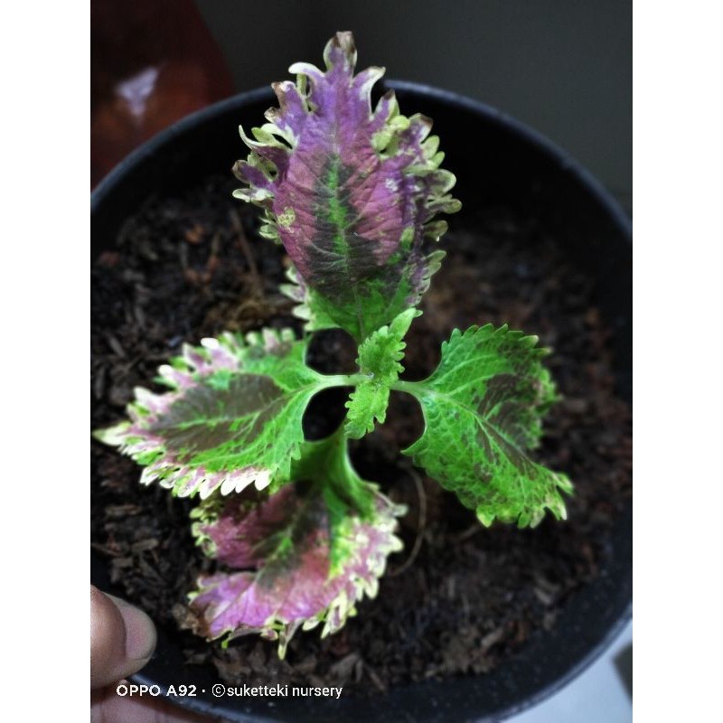 Miana Sultan/suprem/ilir id Ratu segoro asli