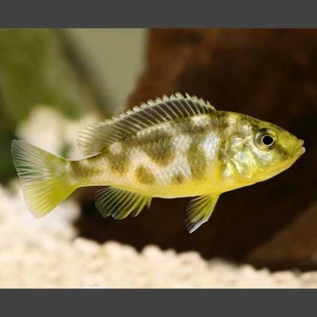 Ikan hias venustus Chiclid