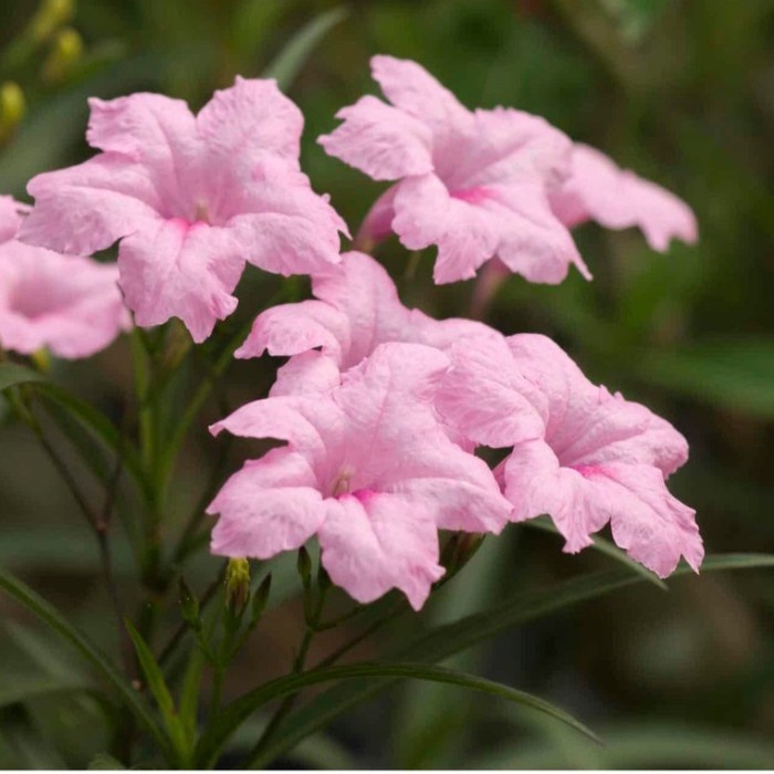 Tanaman Hias rawelia tegak bunga pink - roulia tegak bunga pink