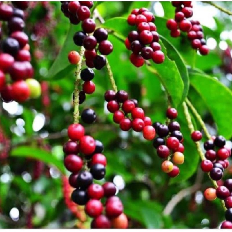 tanaman buni/bibit pohon buni/buah buni/pohon buni