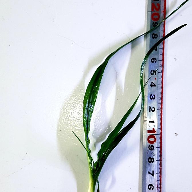 Crinum Natans Anakan