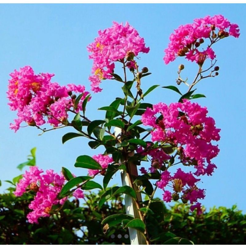 bunga bungur/sakura lokal