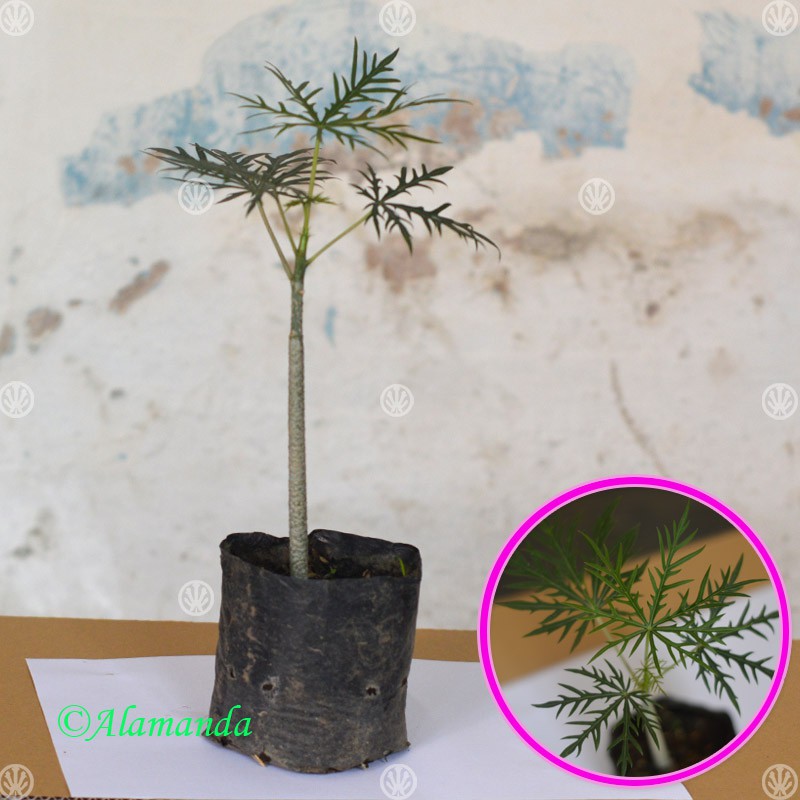 Tanaman Jarak Tintir ( Yodium )