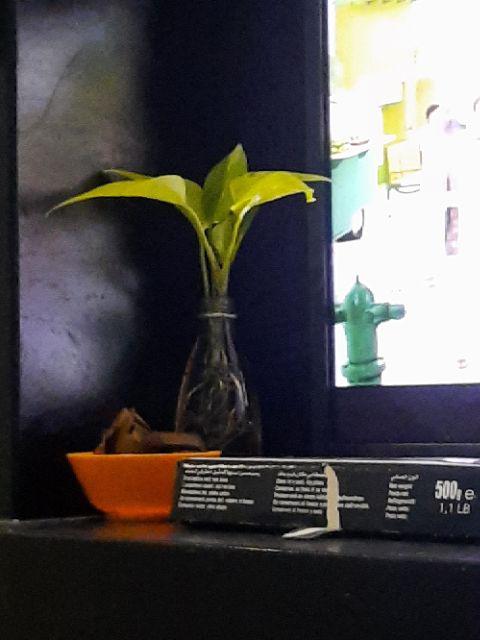 Tanaman Hias Melati - Melati Kaca Piring - Kaca Piring - Gardenia Augusta