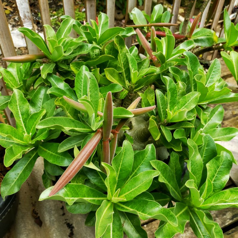 Seed Black Wangsomboon (Adenium Arabicum)