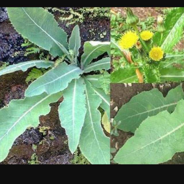 

Daun Tempuyung Segar Herbal Batu Ginjal [ 50 gr ]