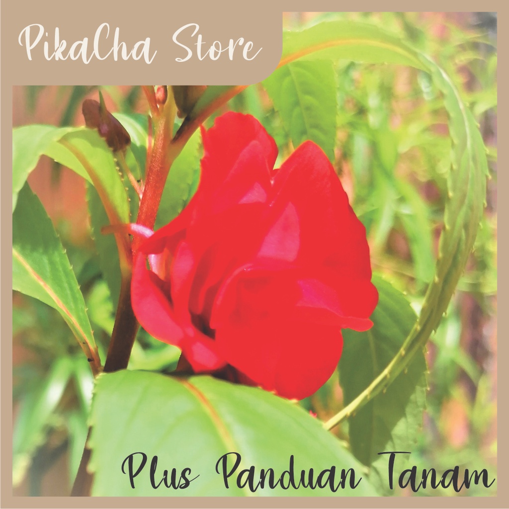 Benih Biji Pacar Air Mawar Merah Tumpuk Unggul